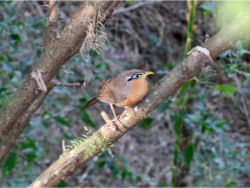 Lesser Ground-Cuckoo